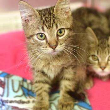 Ecco -  Domestic Short Hair Cat for Adoption in Belleville, Illinois - Ecco | PetCurious