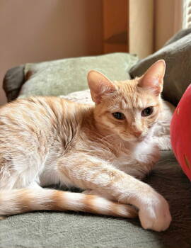 Rescue Tabby Cats for Adoption in Capshaw, Alabama - RIGATONI | PetCurious