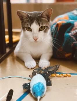 Domestic Short Hair Cats Available for Adoption - Leia | PetCurious