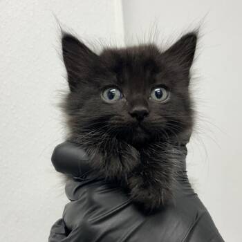 Tickle Tummy -  Domestic Short Hair Cat for Adoption in Abilene, Texas - Tickle Tummy | PetCurious