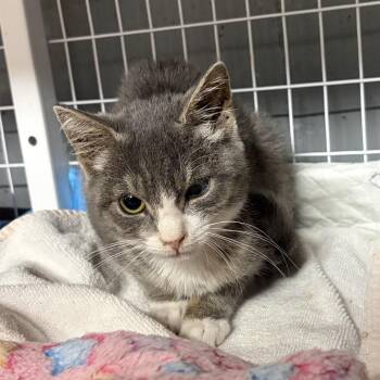 Athena 4 -  Domestic Short Hair Cat for Adoption - Athena 4 | PetCurious