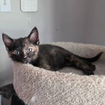 Rescue Domestic Medium Hair Cats for Adoption in Fort Worth, Texas - Daffodil | PetCurious