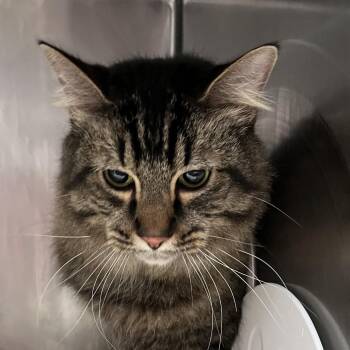 Domestic Medium Hair Cats Available for Adoption in Murray, Utah - Grayson | PetCurious