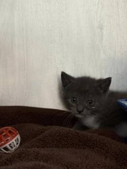 Pawlicious -  Domestic Short Hair Cat for Adoption in Fishers, Indiana - Pawlicious | PetCurious