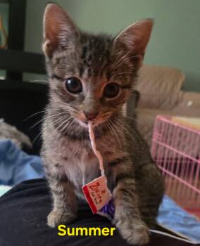 Rescue Domestic Short Hair Cats for Adoption in Holmdel, New Jersey - Summer | PetCurious