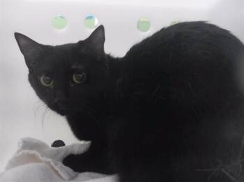 PERCY -  Domestic Short Hair Cat for Adoption in Omaha, Nebraska - PERCY | PetCurious