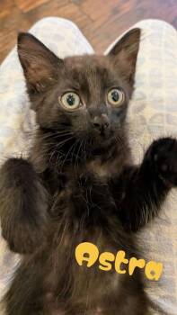 Astra -  Domestic Short Hair and Siamese Cat for Adoption in Alafaya, Florida - Astra | PetCurious