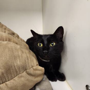 Rescue Domestic Short Hair Cats for Adoption in West Palm Beach, Florida - Corinne | PetCurious