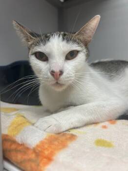 Mei Mei -  Domestic Short Hair Cat for Adoption in Youngtown, Arizona - Mei Mei | PetCurious