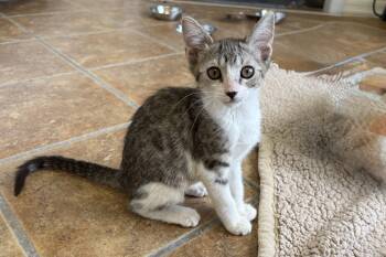 Firebird -  Domestic Short Hair Cat for Adoption in Fountain Hills, Arizona - Firebird | PetCurious