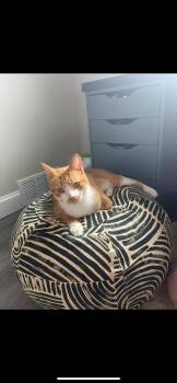 Acorn Girlie -  Domestic Short Hair Cat for Adoption in Havertown, Pennsylvania - Acorn Girlie | PetCurious