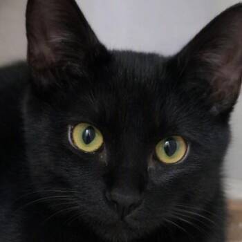 Diego -  Domestic Short Hair Cat for Adoption in Buhl, Idaho - Diego | PetCurious
