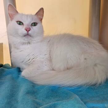 Rescue Domestic Medium Hair Cats for Adoption in Harrisonburg, Virginia - Rita | PetCurious