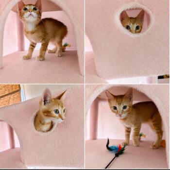 Ollie -  Domestic Short Hair Cat for Adoption in Gun Barrel City, Texas - Ollie | PetCurious
