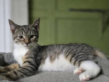 Cynthia -  Domestic Short Hair Cat for Adoption in Berwick, Pennsylvania - Cynthia | PetCurious
