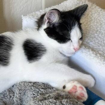 Ash -  Domestic Short Hair Cat Available for Adoption in Cambria, California - Ash | PetCurious