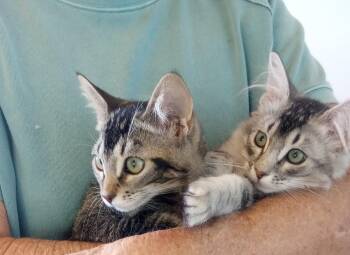 Willow and Reyna -  Domestic Medium Hair Cat for Adoption in Santa Rosa, California - Willow And Reyna | PetCurious