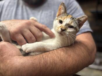 Rescue American Shorthair Cats for Adoption in Concord, North Carolina - Caramel | PetCurious