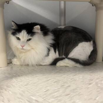 Gizmy -  Domestic Long Hair and Domestic Short Hair Cat for Adoption in Binghamton, New York - Gizmy | PetCurious