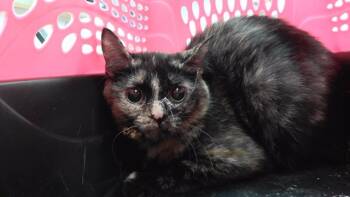Rescue Domestic Short Hair Cats for Adoption in Omaha, Nebraska - JENNIFER | PetCurious