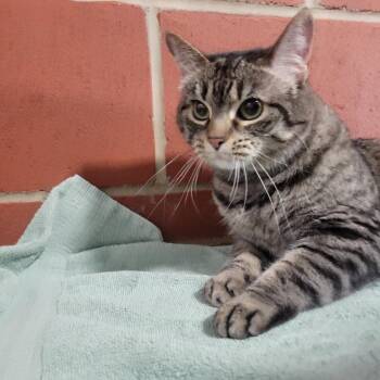 Domestic Short Hair Cats Available for Adoption in Cabot, Arkansas - Leia | PetCurious