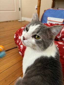 Domestic Short Hair Cats Available for Adoption - Marty | PetCurious