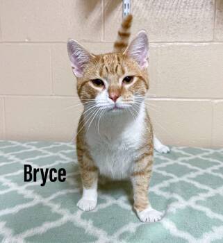 Domestic Short Hair and Exotic Shorthair Cats Available for Adoption in Clearfield, Kentucky - Bryce | PetCurious