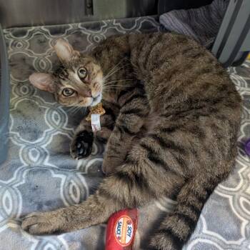 Nickel-as -  Domestic Short Hair Cat for Adoption in Ottawa, Kansas - Nickel-as | PetCurious