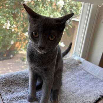 Percy -  Russian Blue Cat for Adoption in League City, Texas - Percy | PetCurious