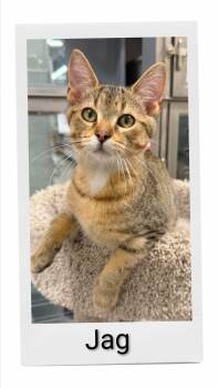 Jag -  Domestic Short Hair Cat for Adoption in Caistor Centre, Ontario - Jag | PetCurious