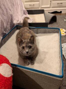 Magpie #2 -  Domestic Short Hair Cat Available for Adoption in Westfield, Wisconsin - Magpie #2 | PetCurious