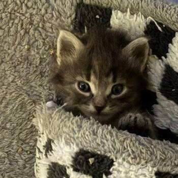 Rocco* -  Domestic Medium Hair Cat for Adoption in San Gabriel, California - Rocco* | PetCurious