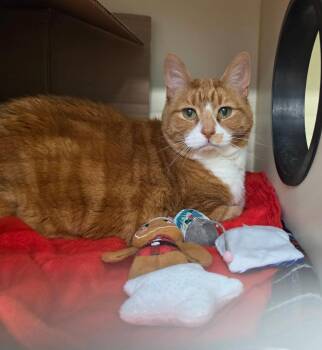 Zoe -  Domestic Short Hair Cat for Adoption in Bloomington, Indiana - Zoe | PetCurious