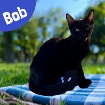 BOB -  Domestic Short Hair Cat for Adoption in Visalia, California - BOB | PetCurious