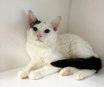 Smitty ~ Available at PetSmart Warsaw, IN! -  Domestic Short Hair Cat for Adoption in Rochester, Indiana - Smitty ~ Available At PetSmart Warsaw, IN! | PetCurious