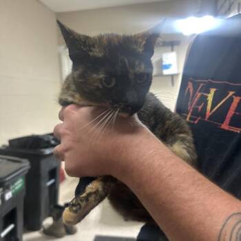 Scarecrow -  Domestic Short Hair Cat for Adoption in Lewisburg, West Virginia - Scarecrow | PetCurious