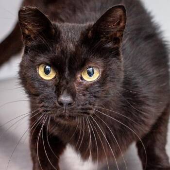 Fancy -  Domestic Medium Hair Cat for Adoption in Hattiesburg, Mississippi - Fancy | PetCurious