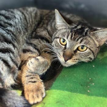 Domestic Short Hair Cats Available for Adoption in Matteson, Illinois - Logo | PetCurious