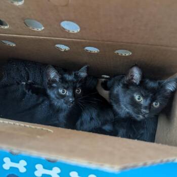 Amanita Nightshade -  Domestic Short Hair Cat for Adoption in Asheville, North Carolina - Amanita Nightshade | PetCurious