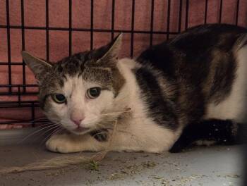 Haystack - Barn Cat -  Domestic Short Hair Cat for Adoption in Vancouver, Washington - Haystack - Barn Cat | PetCurious