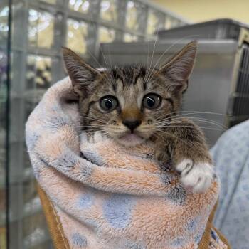 Raptor -  Domestic Short Hair Cat for Adoption in West Palm Beach, Florida - Raptor | PetCurious