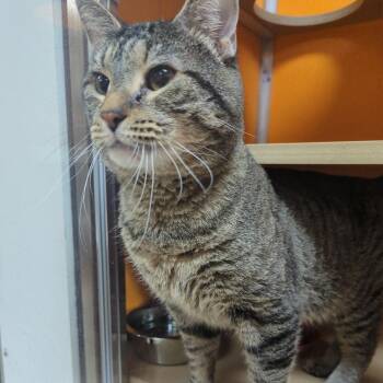 Jet -  Domestic Short Hair Cat for Adoption in Elyria, Ohio - Jet | PetCurious
