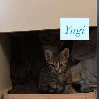 Yugi (fka Leland Kitten 2) -  Domestic Short Hair Cat for Adoption in Abingdon, Maryland - Yugi (fka Leland Kitten 2) | PetCurious