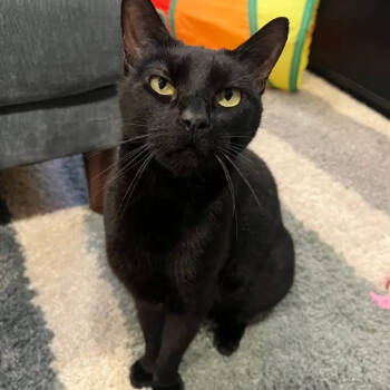 Rescue Domestic Short Hair Cats for Adoption - Kyro | PetCurious