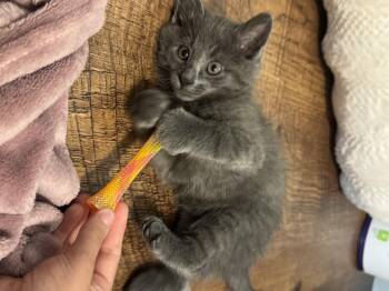 Oliver -  Domestic Short Hair Cat for Adoption in Fort Worth, Texas - Oliver | PetCurious