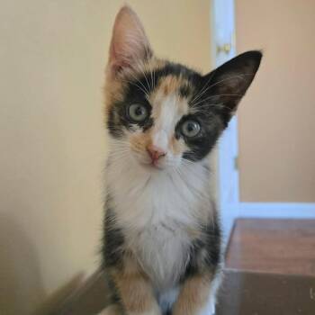 Arie -  Domestic Short Hair Cat for Adoption in Saint Charles, Missouri - Arie | PetCurious