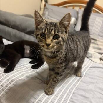 Anneliese -  Domestic Short Hair Cat for Adoption in Georgetown, Kentucky - Anneliese | PetCurious