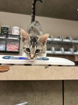 Domestic Short Hair Cats Available for Adoption in Farmers Branch, Texas - Tempura | PetCurious