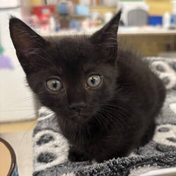 Birdie -  Domestic Short Hair Cat for Adoption in West Palm Beach, Florida - Birdie | PetCurious