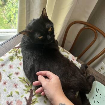 Charcoal -  Domestic Short Hair Cat for Adoption in Columbus, Ohio - Charcoal | PetCurious